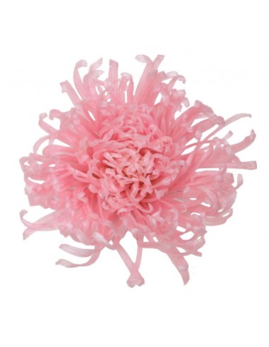 Anastasia Crisantemo preservado Rosa Pastel...