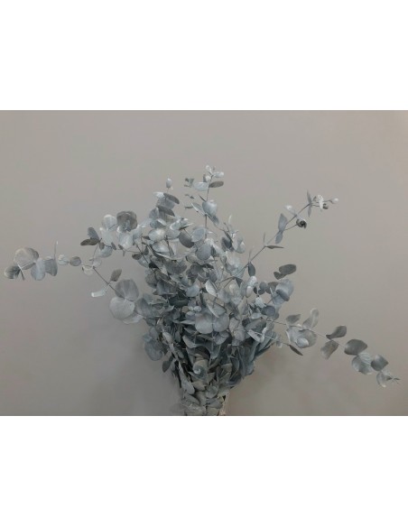 Eucalipto cinerea preservado blanco vintage