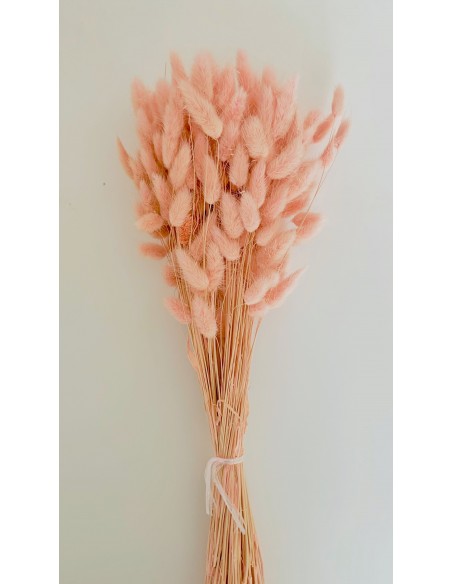 Lagurus Bunny tails Salmón 100g