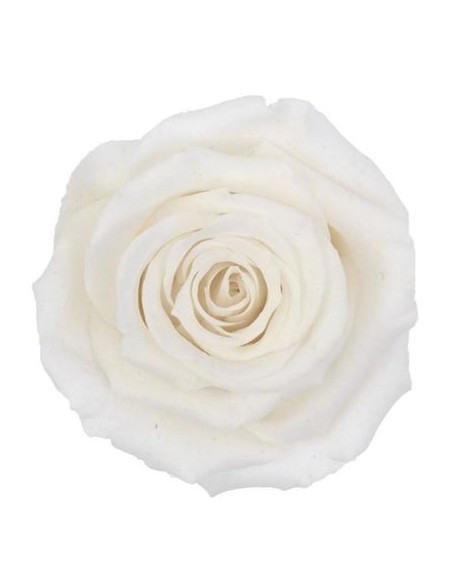 Rosa Mini Warni Blanca Roseamor x12