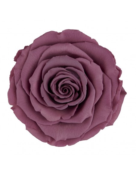 Rosa Mini Warni Cherry bloosom Roseamor x12