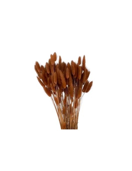 Lagurus Marrón Claro 150g