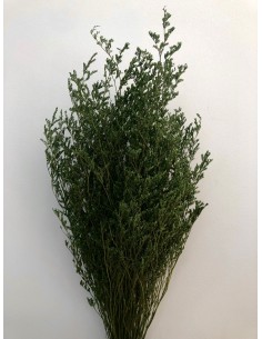 Caspia Preservada verde 70cm