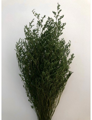 Caspia Preservada Verde Oscuro 70cm