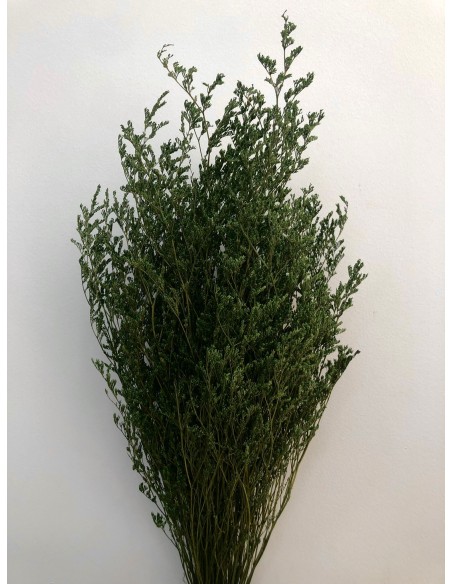 Caspia Preservada verde 70cm