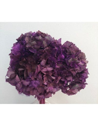 Hortensia Preservada Malva Degradado