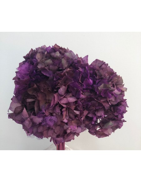 Hortensia Preservada Malva Degradado