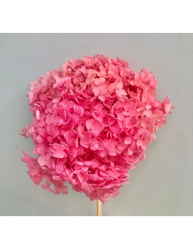 Hortensia preservada  Hoja pequeña Rosa vivo