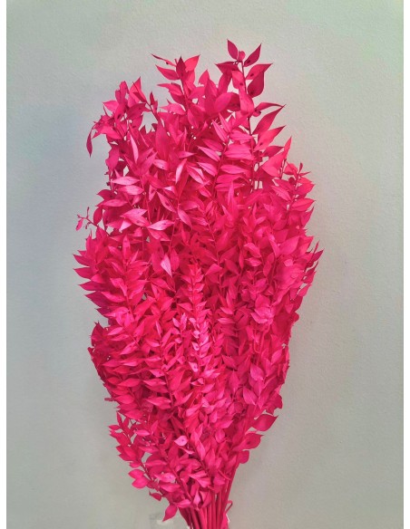 Ruscus preservado Fucsia 150g