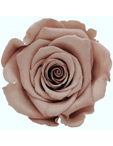 .Rosa Preservada. Rosa/Chocolate LL+ 6,5CMØ X6...