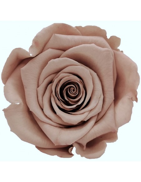 .Rosa Preservada. Chocolate/Rosa LL+ 6,5CMØ X6 Roseamor