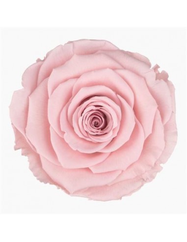 Rosa Preservada XS Rosa claro x18und,  3cmØ/3.5cmØ