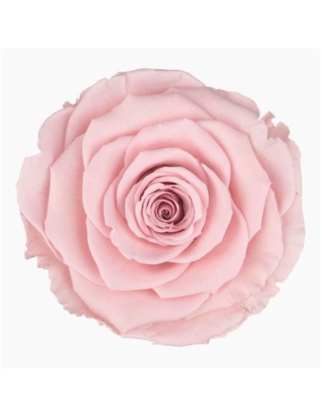 Rosa Preservada XS Rosa Pastel x18und 3cm/3.5cm