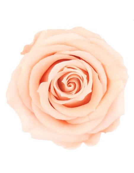 Rosa Preservada XS Salmón x18und,  3cmØ/3.5cmØ