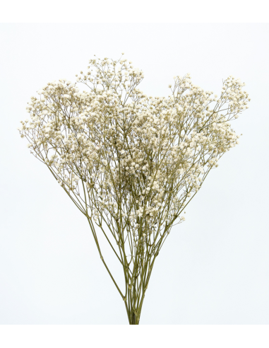Gypsophila Paniculata Preservada Xlence Natural...