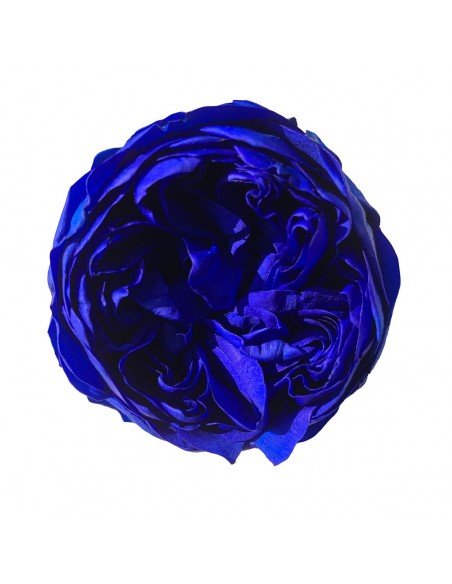 Peonia Preservada Azul x6und, x6cmØ