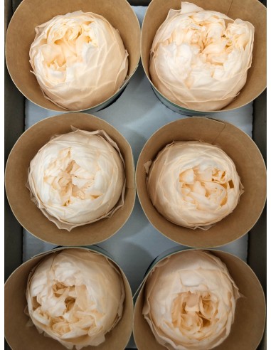 Peonia Preservada Marfil x6und, x6cmØ