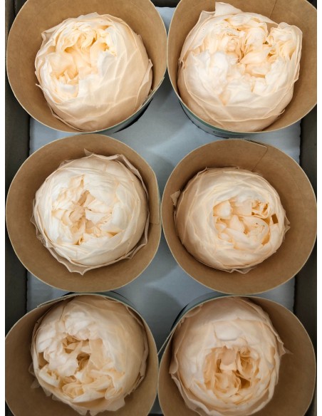 Peonia Preservada Champagne x6und, x6cmØ