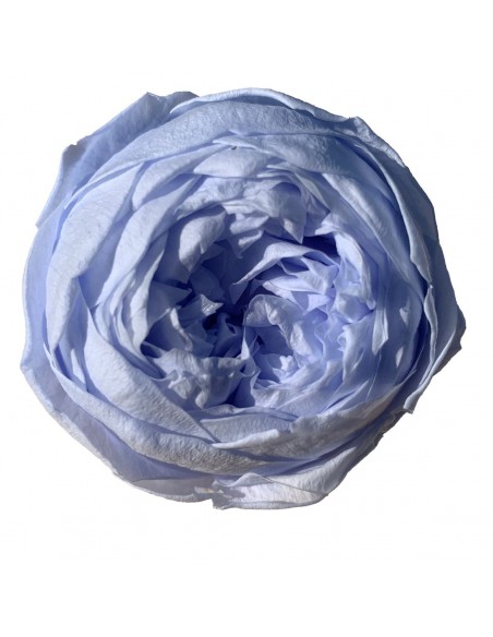Peonia Preservada Celeste Oscuro x6und, x6cmØ