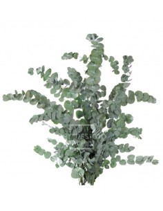 Eucalipto preservado   Verdissimo