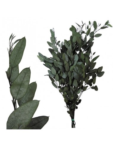 Eucalipto Gunny Verdissimo