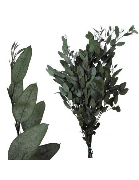 Eucalipto Gunny Verdissimo