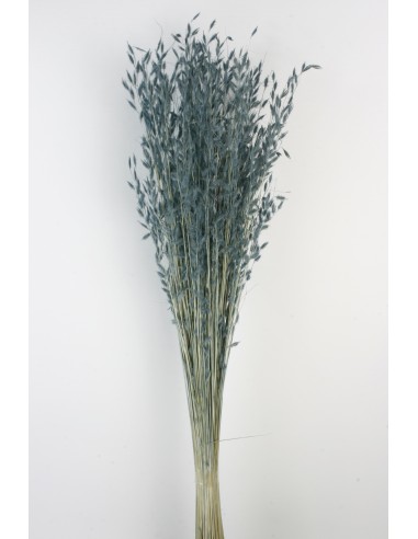 Miscantus Azul Cashmere 80cm