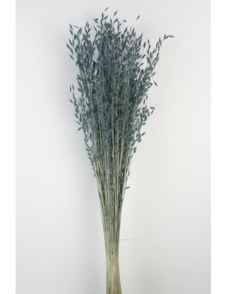 Miscantus Azul Cashmere 80cm