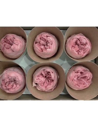 Peonia Preservada Rosa Vintage x6und, x6cmØ