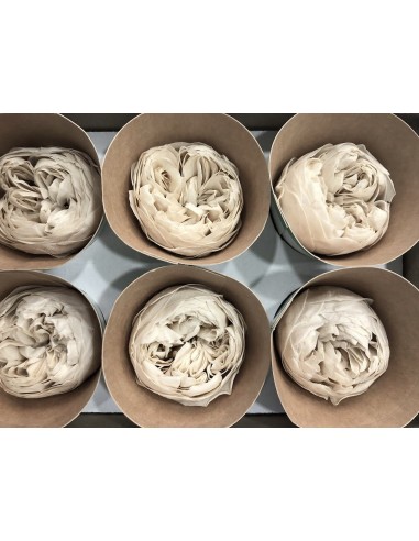 Peonia Preservada Blanco Hueso x6und, x6cmØ