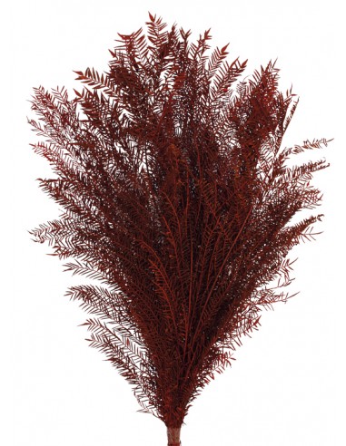 Jacaranda Preservada Burdeos 40cm