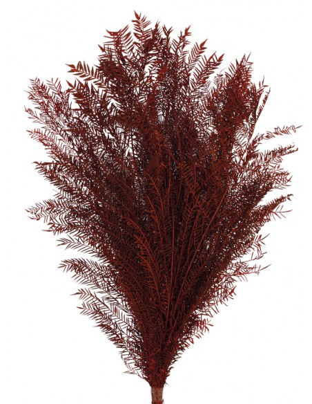 Jacaranda Preservada Burdeos 40cm