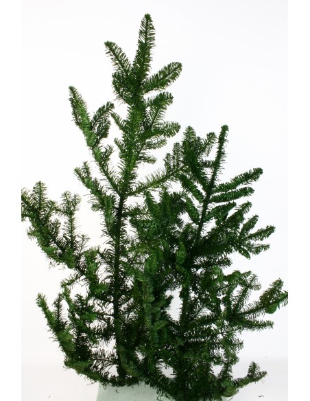 Nobelis preservaddo 80cm