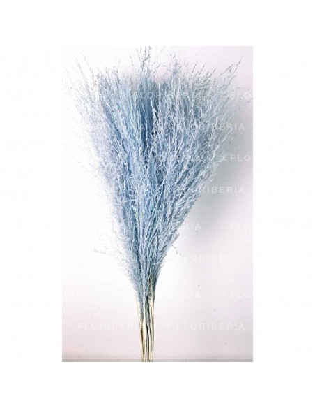 Miscantus Celeste Claro 80cm