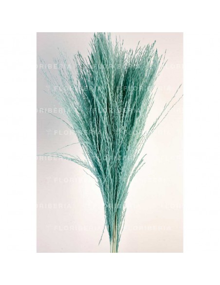 Miscantus Turquesa Claro 80cm