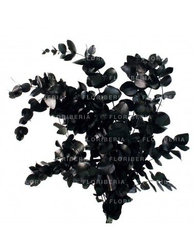 Eucalipto cinerea espiral preservado Negro 150g