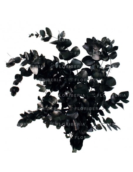 Eucalipto cinerea espiral preservado Negro 150g