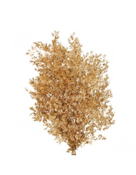 Esparraguera Miro Preservada 70cm Oro