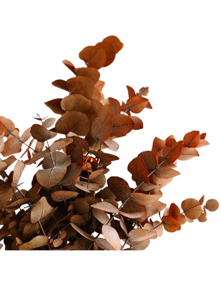 Eucalipto Cinerea marrón moka Verdissimo