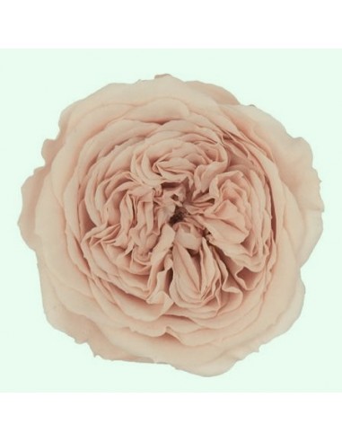 .Rosa Kabuki Rosa Nude x3und 6cmØ