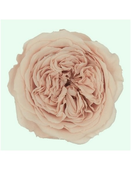 .Rosa Kabuki Rosa Nude x3und 6cmØ