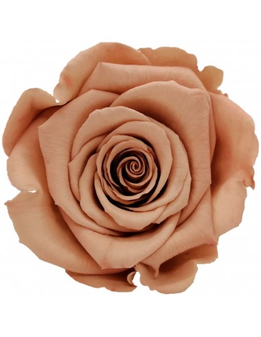 Rosa Mini Warni Rosa/Chocolate Roseamor x12
