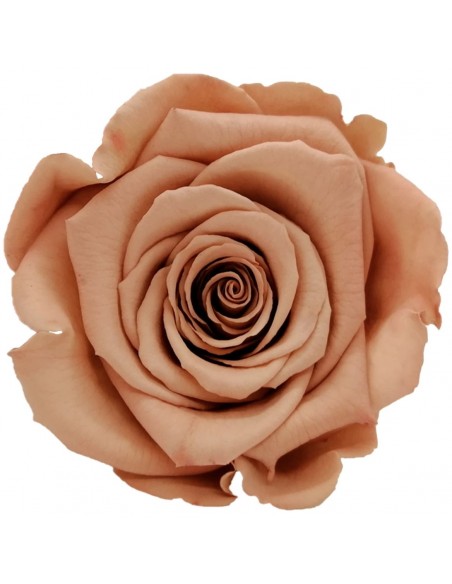Rosa Mini Warni Rosa/Chocolate Roseamor x12