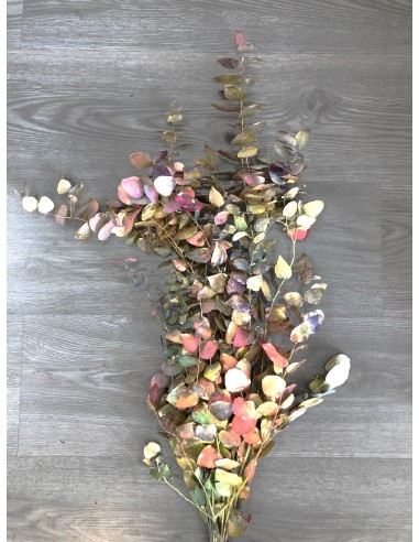 Eucalipto cinerea Preservado Picasso 150g