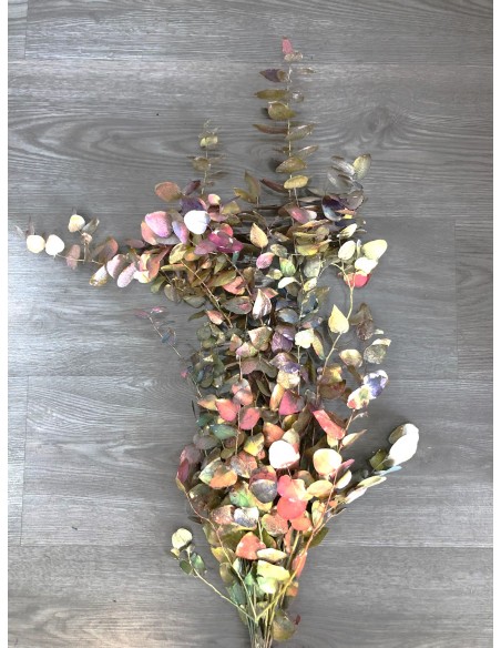 Eucalipto cinerea Preservado Picasso 150g