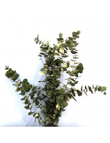 Eucalipto Cinerea Preservado Verde/Oro 150g