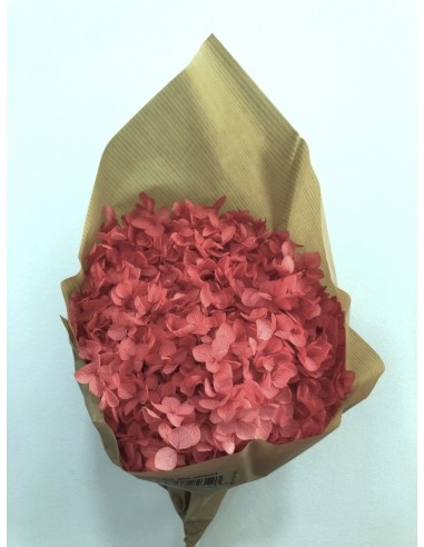 Hortensia Preservada Coral Hoja Pequeña