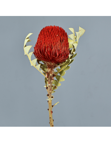 Banksia Hookerana roja 30cm (Flor 10cm)