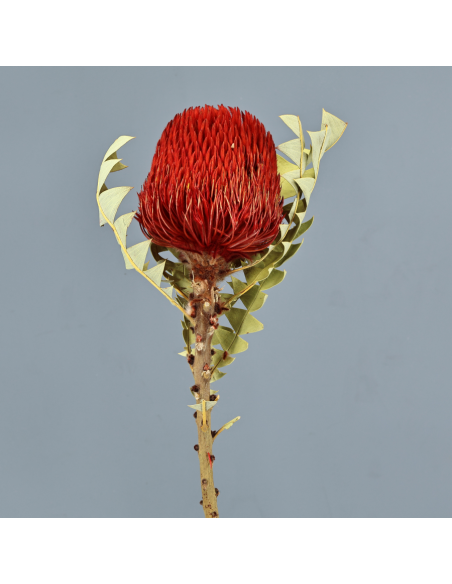 Banksia Hookerana roja 30cm (Flor 10cm)
