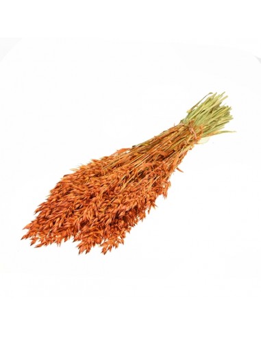 Avena Sativa  200g Teak (Naranja/Marrón)